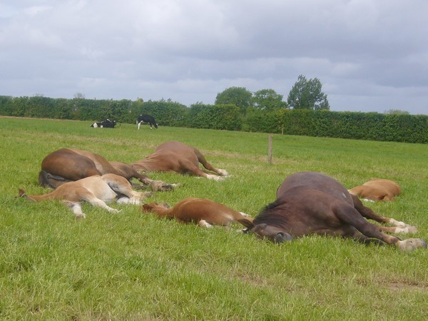 Une sieste bien méritée pour les 4 poulains.