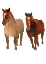 chevaux