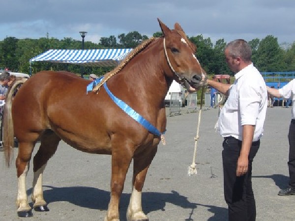 Quinette de la Garde, pouliche de 4 ans, montée et attelée en paire, vendue  Bourbriac
