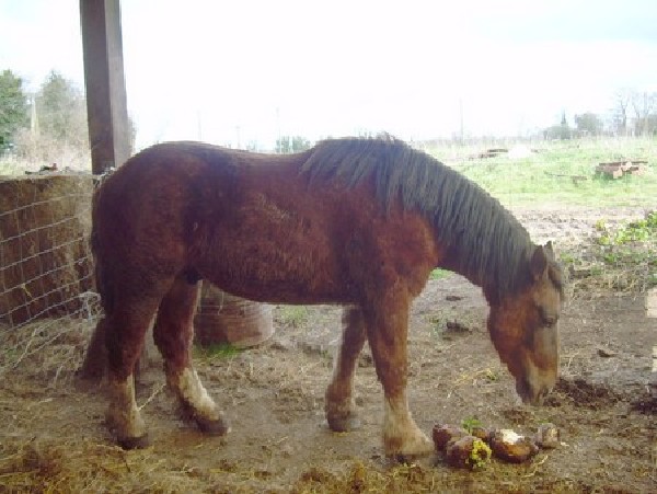 Ranger, ongre de 2 ans est vendu  dans la Loire  faire une paire d'attelage avec Quira