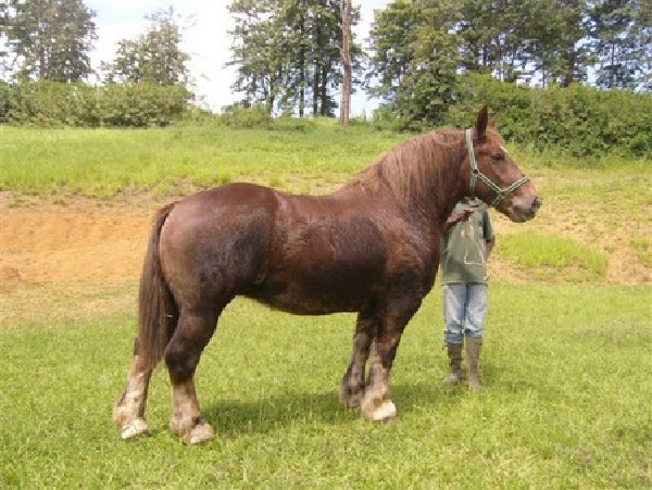 Soizic vendue au Brésil en 2008