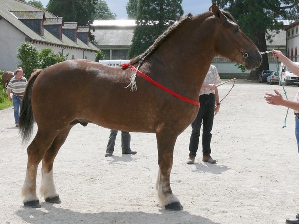 Swann De La Garde, vendu à Plouguernvel pis aux haras nationaux en 2008